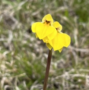 Diuris subalpina at Mount Clear, ACT - suppressed