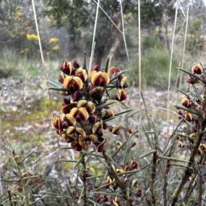 Daviesia genistifolia at Campbell, ACT - 29 Sep 2022 04:07 PM