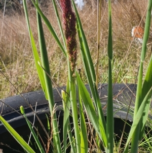 Holcus lanatus at Gundaroo, NSW - 1 Oct 2022