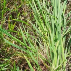 Holcus lanatus at Gundaroo, NSW - 1 Oct 2022