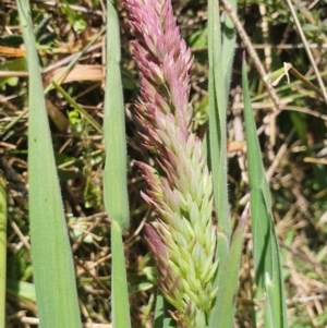 Holcus lanatus at Gundaroo, NSW - 1 Oct 2022