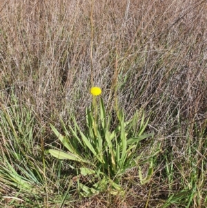 Holcus lanatus at Gundaroo, NSW - 1 Oct 2022 03:49 PM