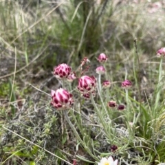 Leucochrysum albicans subsp. tricolor (Hoary Sunray) at Namadgi National Park - 19 Oct 2022 by chromo