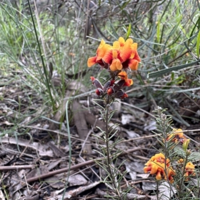 Dillwynia sp. Yetholme (P.C.Jobson 5080) NSW Herbarium at Ainslie, ACT - 29 Sep 2022 by Pirom