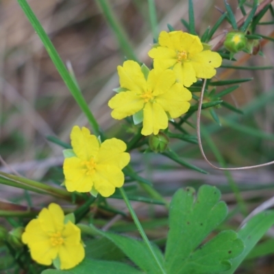 Hibbertia riparia (Erect Guinea-flower) at Albury, NSW - 19 Oct 2022 by KylieWaldon