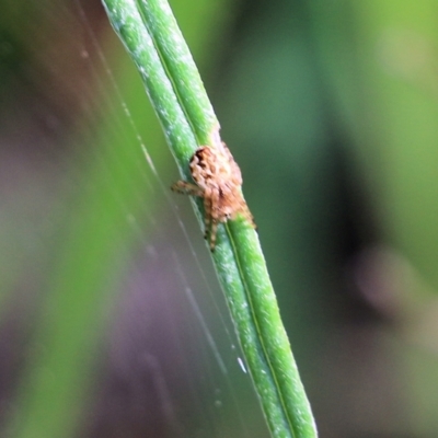 Unidentified Spider (Araneae) at Albury, NSW - 19 Oct 2022 by KylieWaldon