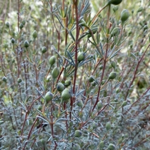 Gompholobium huegelii at Queanbeyan West, NSW - 19 Oct 2022