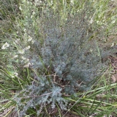 Gompholobium huegelii at Queanbeyan West, NSW - 19 Oct 2022