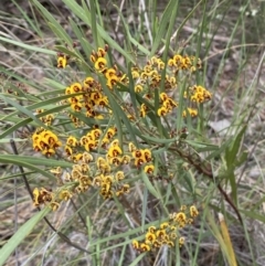Daviesia mimosoides subsp. mimosoides at Queanbeyan West, NSW - 19 Oct 2022 by SteveBorkowskis