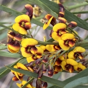 Daviesia mimosoides subsp. mimosoides at Queanbeyan West, NSW - 19 Oct 2022