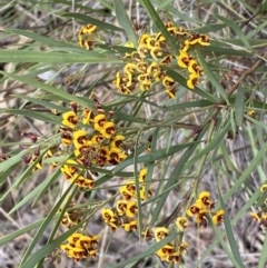 Daviesia mimosoides subsp. mimosoides at Queanbeyan West, NSW - 19 Oct 2022