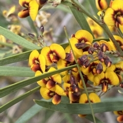 Daviesia mimosoides subsp. mimosoides at Queanbeyan West, NSW - 19 Oct 2022