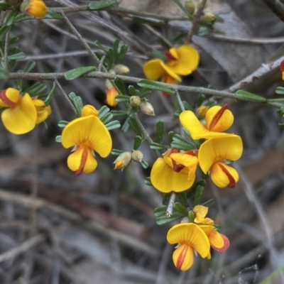 Pultenaea microphylla (Egg and Bacon Pea) at Queanbeyan West, NSW - 19 Oct 2022 by SteveBorkowskis