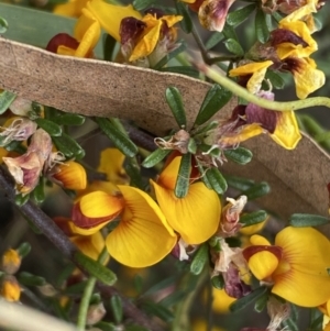 Pultenaea microphylla at Queanbeyan West, NSW - 19 Oct 2022