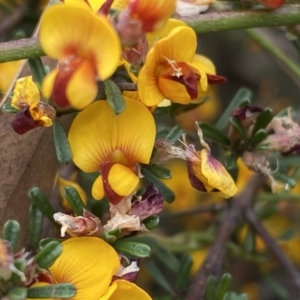 Pultenaea microphylla at Queanbeyan West, NSW - 19 Oct 2022