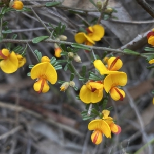 Pultenaea microphylla at Queanbeyan West, NSW - 19 Oct 2022