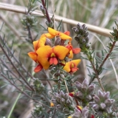 Dillwynia sericea (Egg And Bacon Peas) at Queanbeyan West, NSW - 19 Oct 2022 by SteveBorkowskis