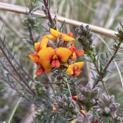 Dillwynia sericea (Egg And Bacon Peas) at Queanbeyan West, NSW - 19 Oct 2022 by SteveBorkowskis