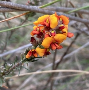 Dillwynia sericea at Queanbeyan West, NSW - 19 Oct 2022 03:09 PM