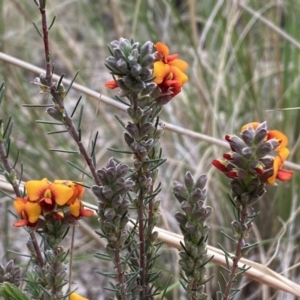 Dillwynia sericea at Queanbeyan West, NSW - 19 Oct 2022 03:09 PM