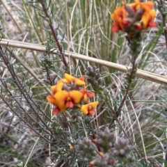 Dillwynia sericea at Queanbeyan West, NSW - 19 Oct 2022 03:09 PM