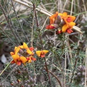 Dillwynia sericea at Queanbeyan West, NSW - 19 Oct 2022 03:09 PM