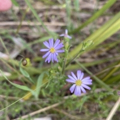 Vittadinia cuneata at Queanbeyan West, NSW - 19 Oct 2022