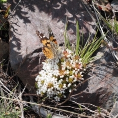 Leucopogon fraseri (Sharp Beard-heath) at Booth, ACT - 19 Oct 2022 by RAllen