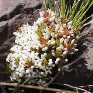 Styphelia nesophila at Booth, ACT - 19 Oct 2022