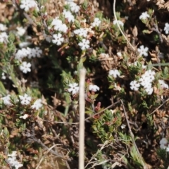 Styphelia attenuata (Small-leaved Beard Heath) at Booth, ACT - 19 Oct 2022 by RAllen