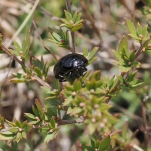 Paropsisterna sp. (genus) at Booth, ACT - 19 Oct 2022