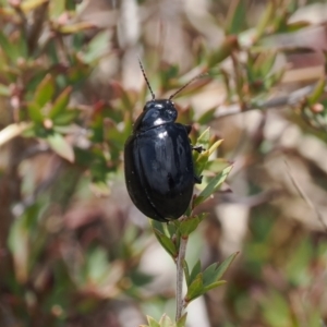 Paropsisterna sp. (genus) at Booth, ACT - 19 Oct 2022