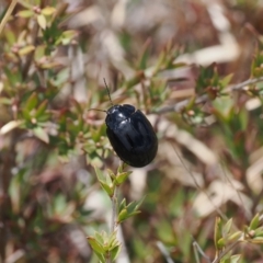 Paropsisterna sp. (genus) at Booth, ACT - 19 Oct 2022