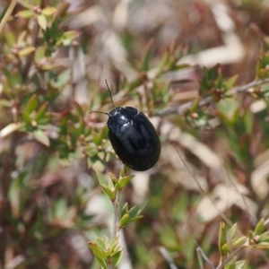 Paropsisterna sp. (genus) at Booth, ACT - 19 Oct 2022