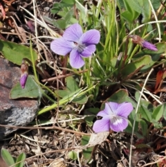 Viola betonicifolia subsp. betonicifolia (Arrow-Leaved Violet) at Booth, ACT - 19 Oct 2022 by RAllen