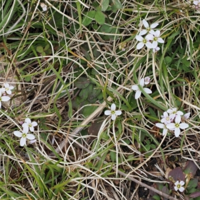 Cardamine franklinensis (Franklin Bitter Cress) at Booth, ACT - 19 Oct 2022 by RAllen