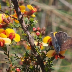 Erina hyacinthina at Acton, ACT - 11 Oct 2022