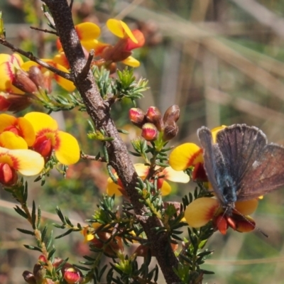 Erina hyacinthina (Varied Dusky-blue) at Acton, ACT - 11 Oct 2022 by BarrieR