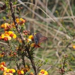 Erina hyacinthina at Acton, ACT - 11 Oct 2022