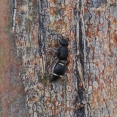 Eurymutilla sp. (genus) (Mutillid wasp or velvet ant) at Booth, ACT - 19 Oct 2022 by RAllen