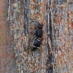 Eurymutilla sp. (genus) at Namadgi National Park - 19 Oct 2022