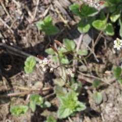 Erophila verna (Whitlow Grass) at Booth, ACT - 19 Oct 2022 by RAllen