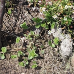 Erophila verna at Booth, ACT - 19 Oct 2022 12:54 PM