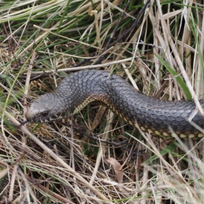 Austrelaps ramsayi (Highlands Copperhead) at Booth, ACT - 19 Oct 2022 by RAllen