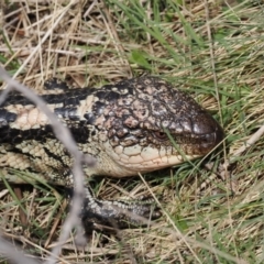 Tiliqua nigrolutea (Blotched Blue-tongue) at Booth, ACT - 19 Oct 2022 by RAllen