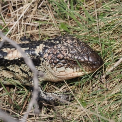 Tiliqua nigrolutea (Blotched Blue-tongue) at Booth, ACT - 19 Oct 2022 by RAllen