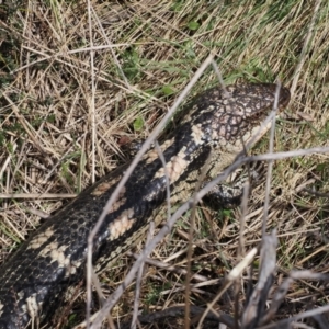 Tiliqua nigrolutea at Booth, ACT - 19 Oct 2022 01:30 PM