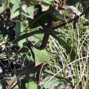 Veronica perfoliata at Booth, ACT - 11 Oct 2022