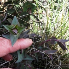 Veronica perfoliata at Booth, ACT - 11 Oct 2022