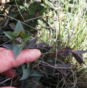 Veronica perfoliata at Booth, ACT - 11 Oct 2022